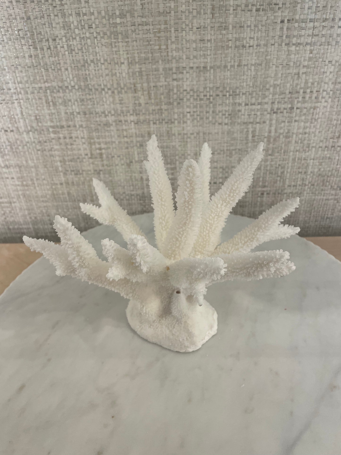 Stag Horn Coral