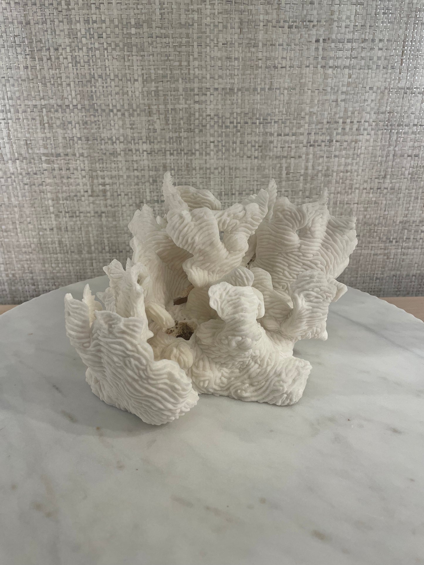 Rugosa Coral