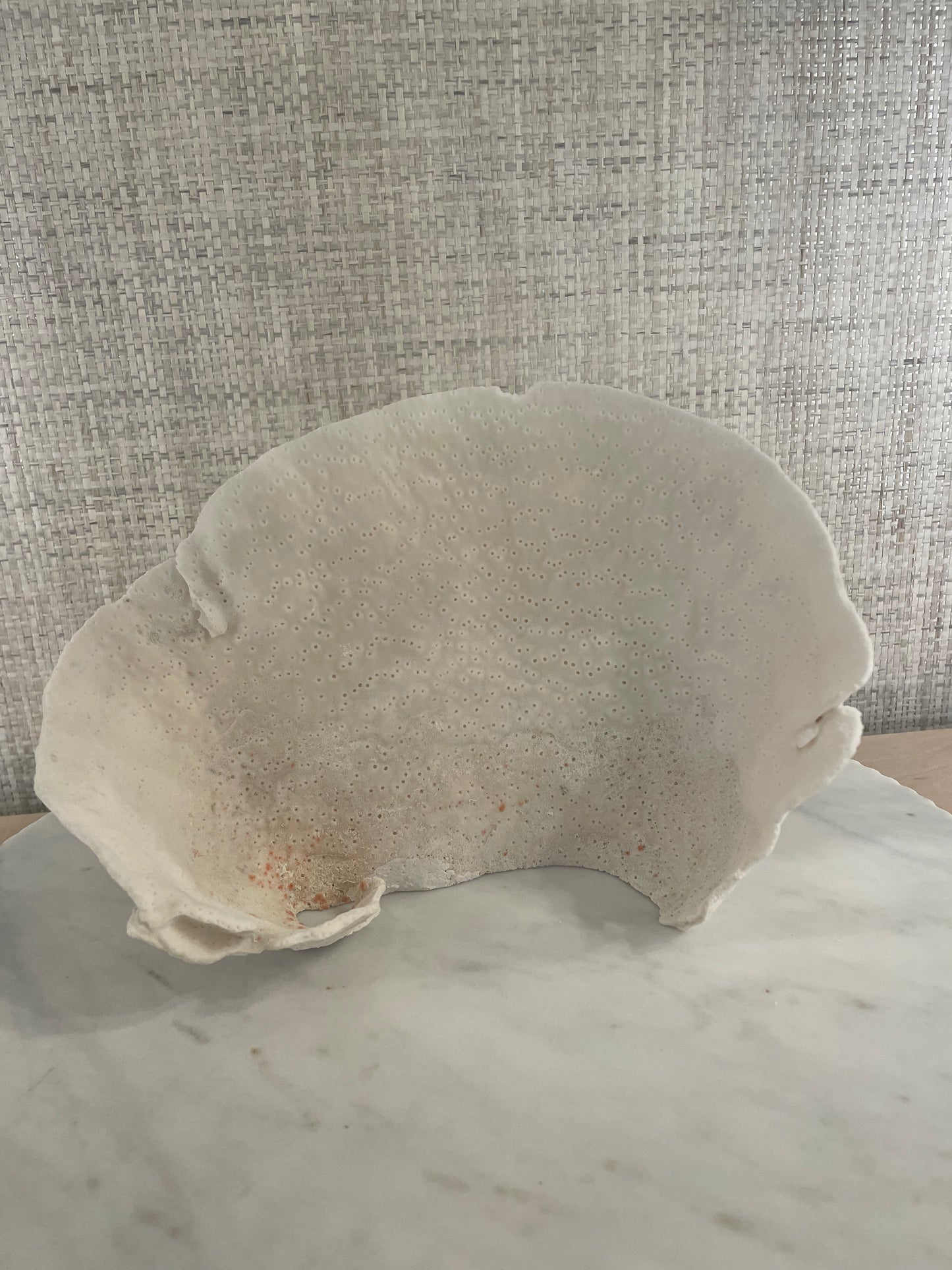 Cup Coral
