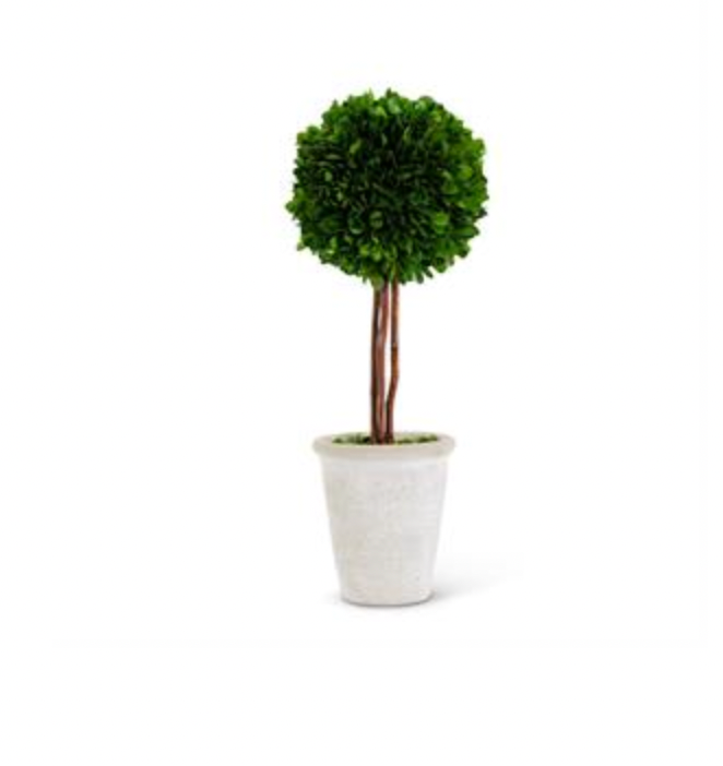 Medium Boxwood Ball in Whitewashed Pot