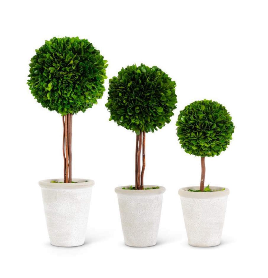 Medium Boxwood Ball in Whitewashed Pot