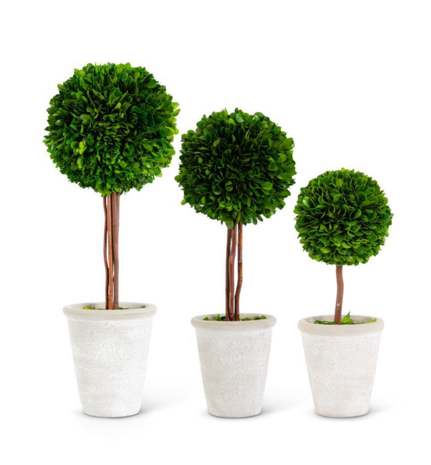 Tall Boxwood Ball in Whitewashed Pot