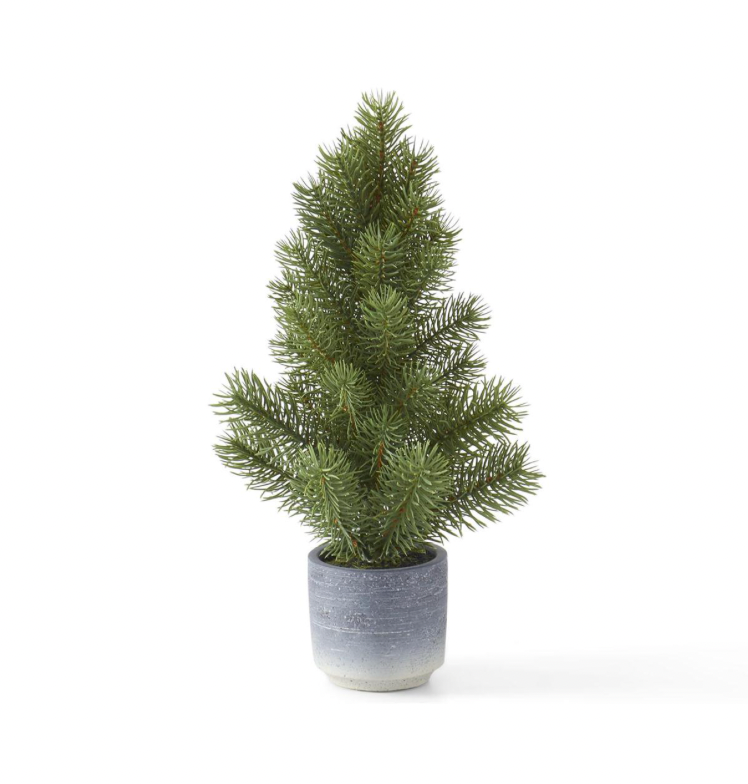 Small Potted Pine Tree