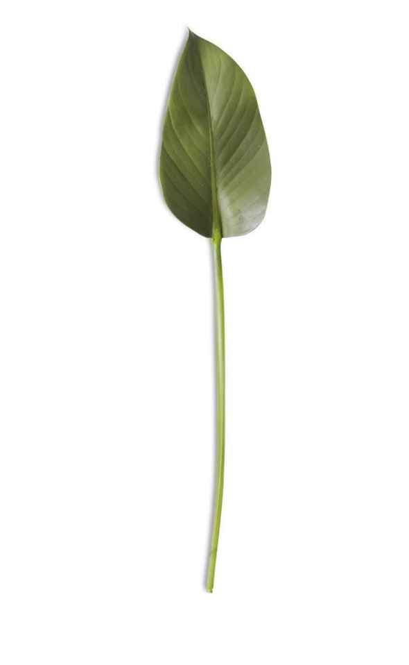 22 Inch Rubber Fig Leaf Stem