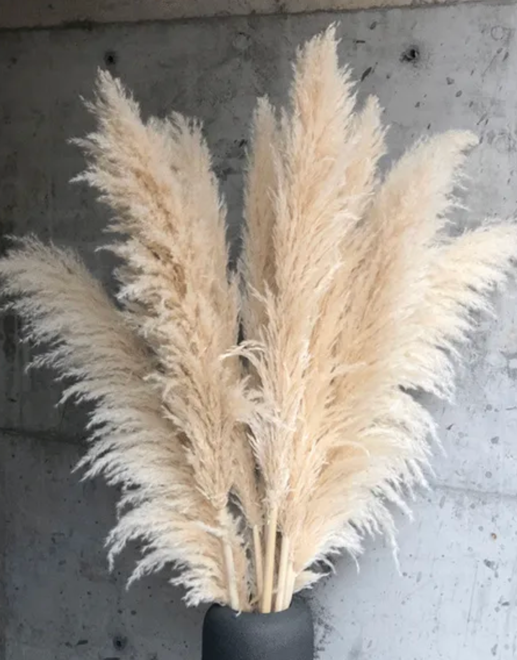 Pampus Grass Stem