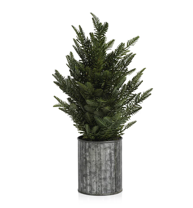 Pine Tree in Pot