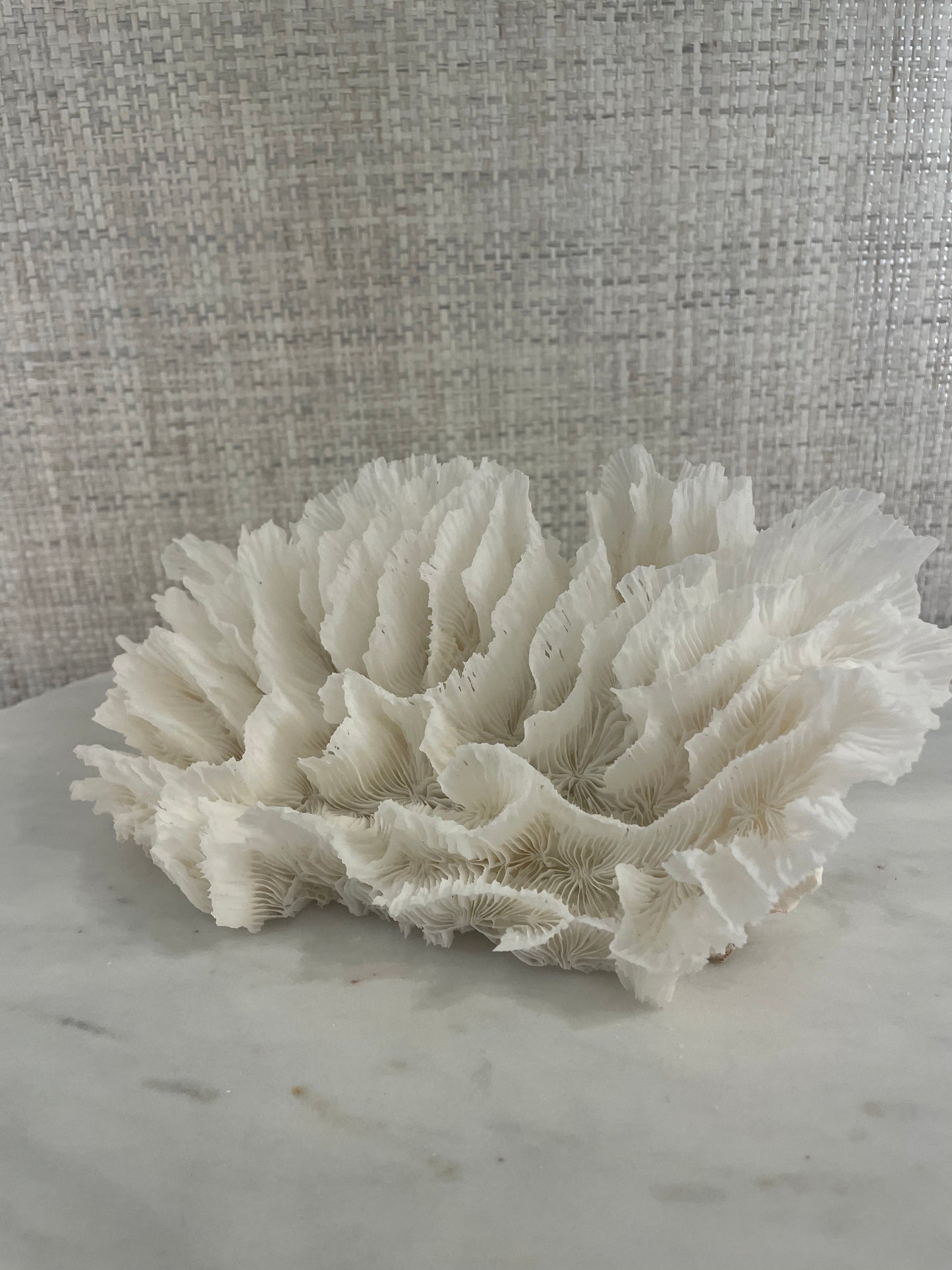 Lettuce Coral Long