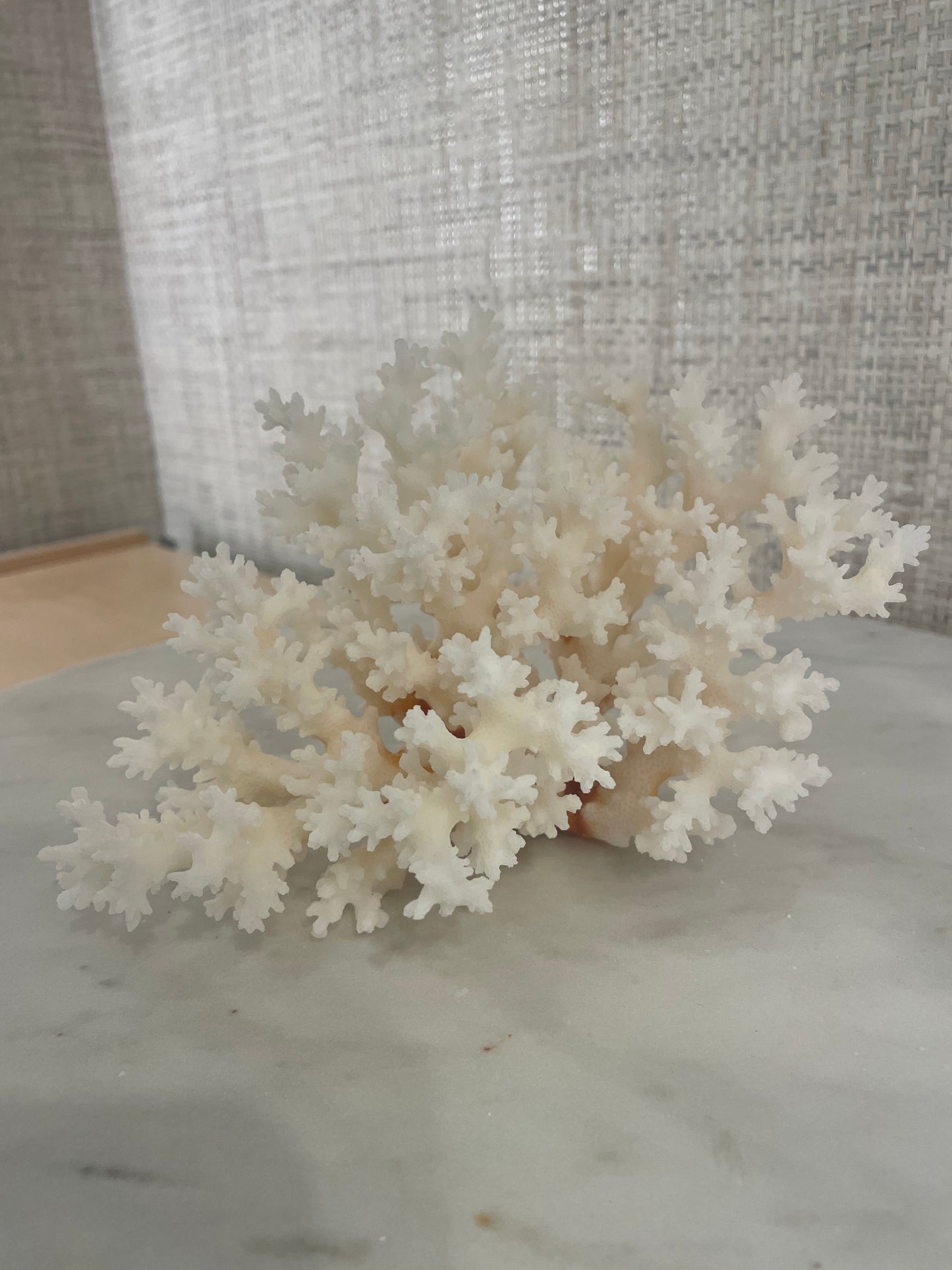 Lace Coral