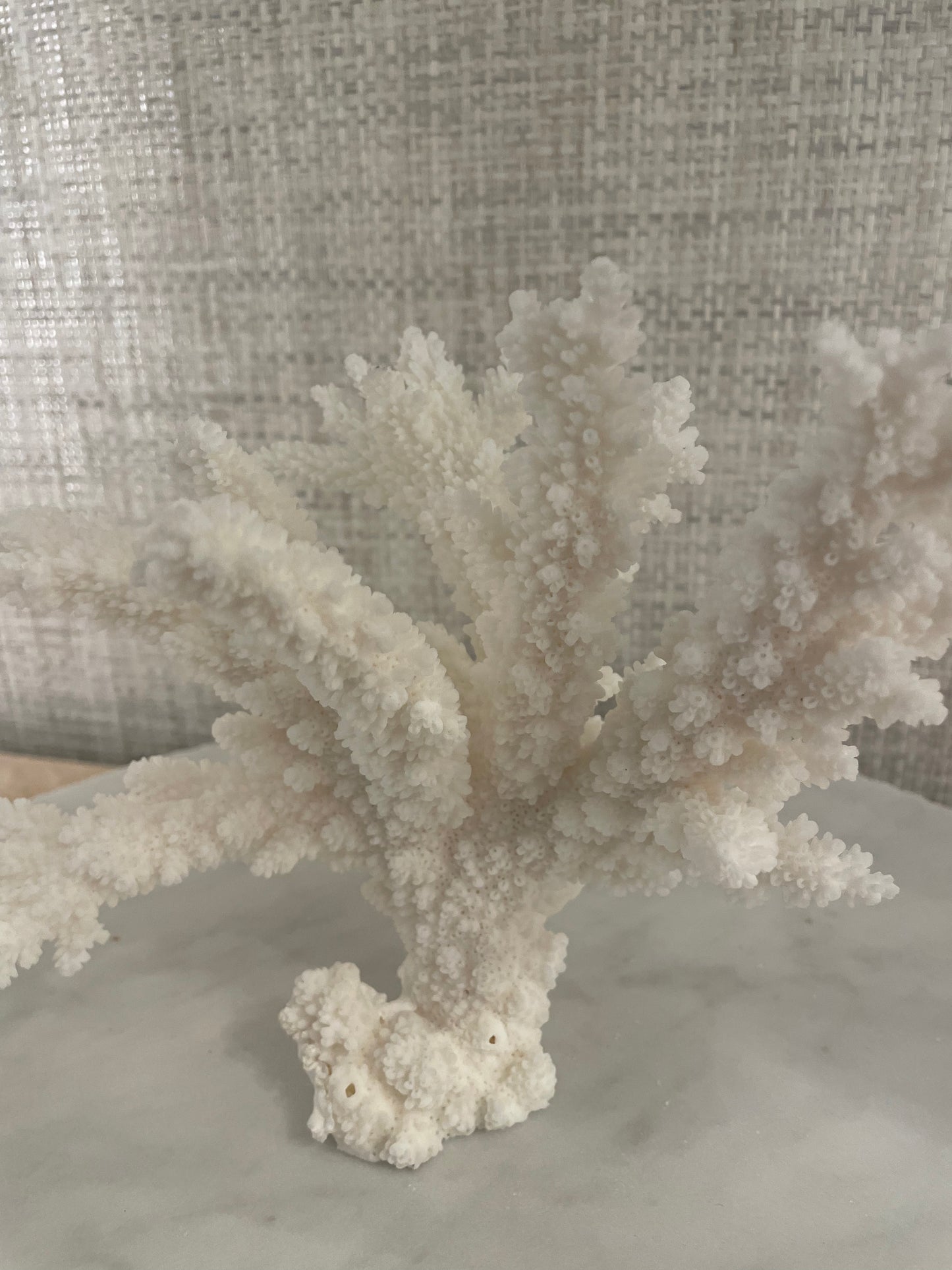 Small Branch Coral