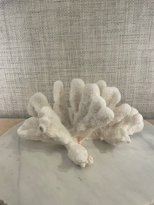 Large Cats Paw Coral