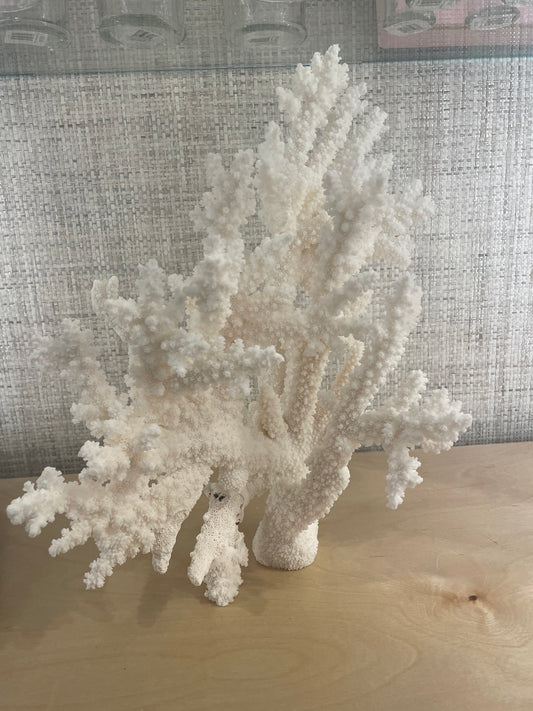 Extra Large Branch Coral