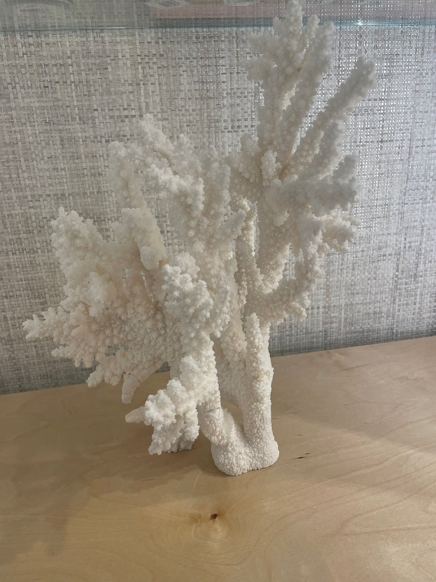 Extra Large Branch Coral