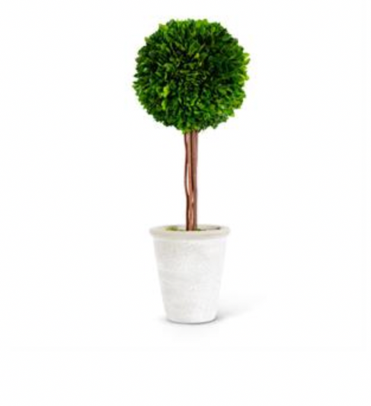 Tall Boxwood Ball in Whitewashed Pot