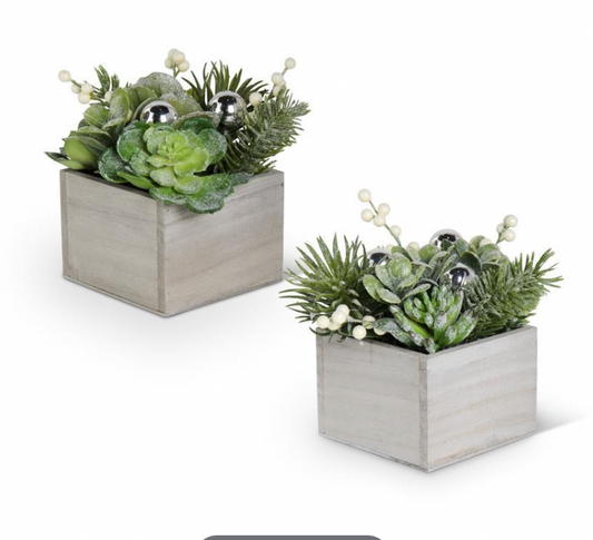 ASSORTED GLITTERED SUCCULENTS IN WOOD BOXES (2 STYLES)