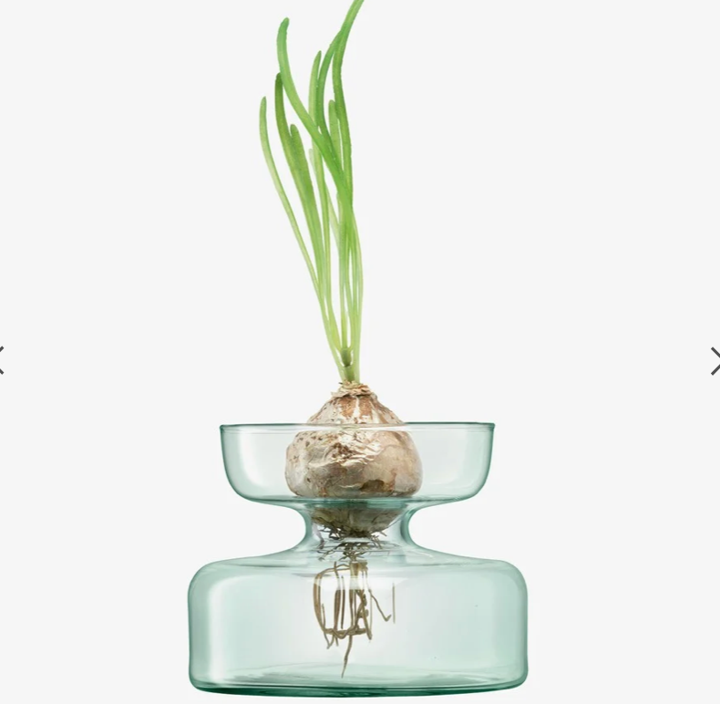 Canopy Vase/Bulb Planter