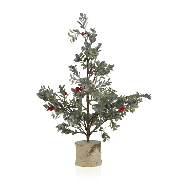 Medium Mistletoe Tree