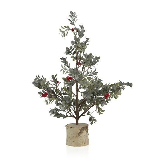 Medium Mistletoe Tree